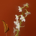 Flowers Against Background