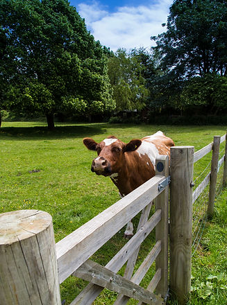 Cow By Fence On Field