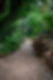 Garden Walkway