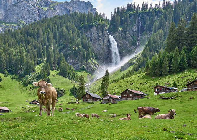 Cows in the mountains