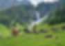 Vacas nas montanhas