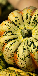 Acorn Squash