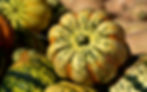 Acorn Squash