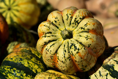 Acorn Squash