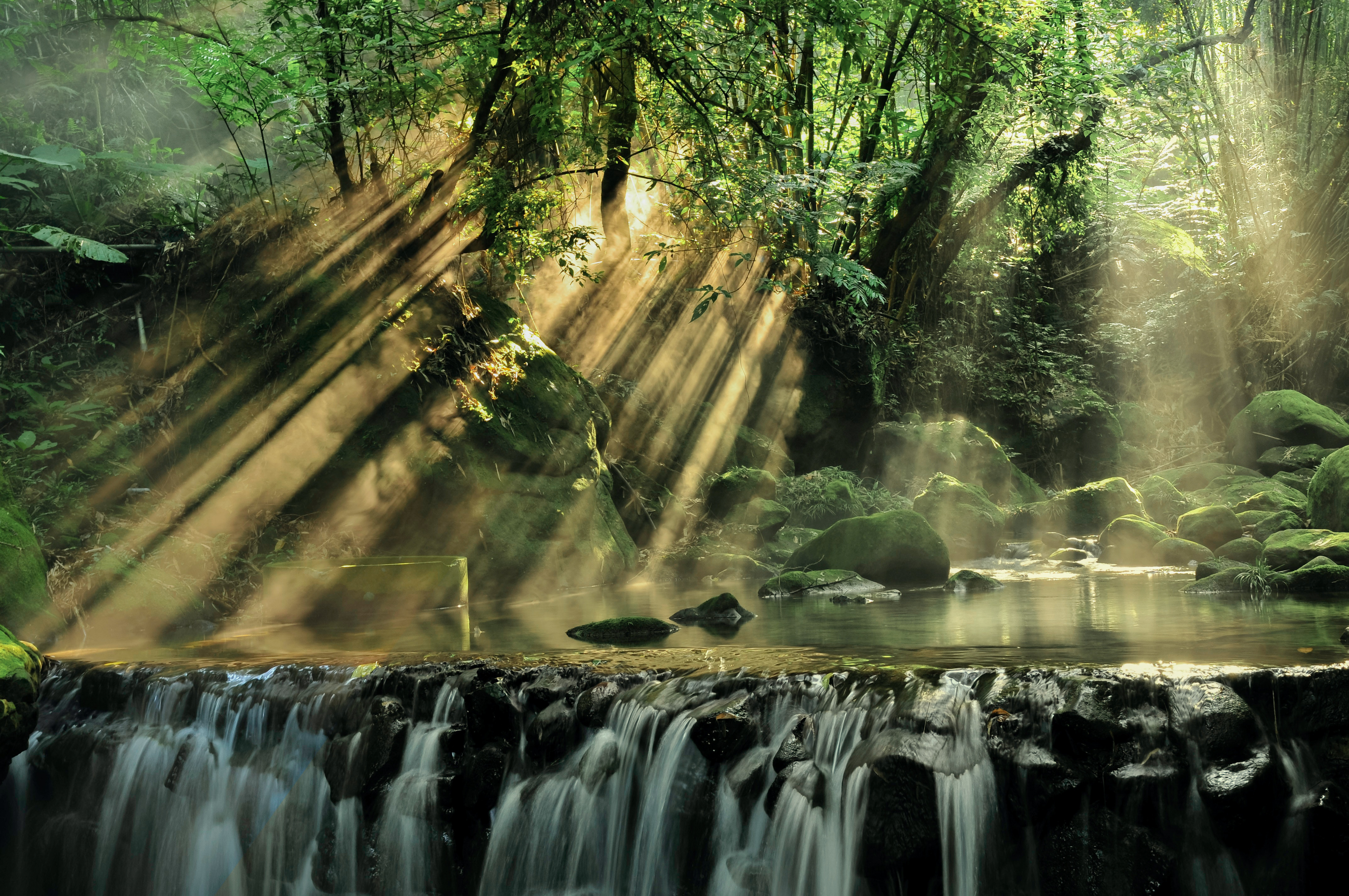 Thick Forest