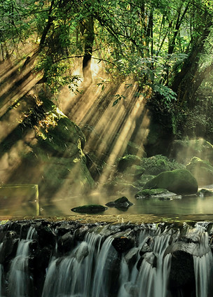 Thick Forest