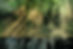 Thick Forest