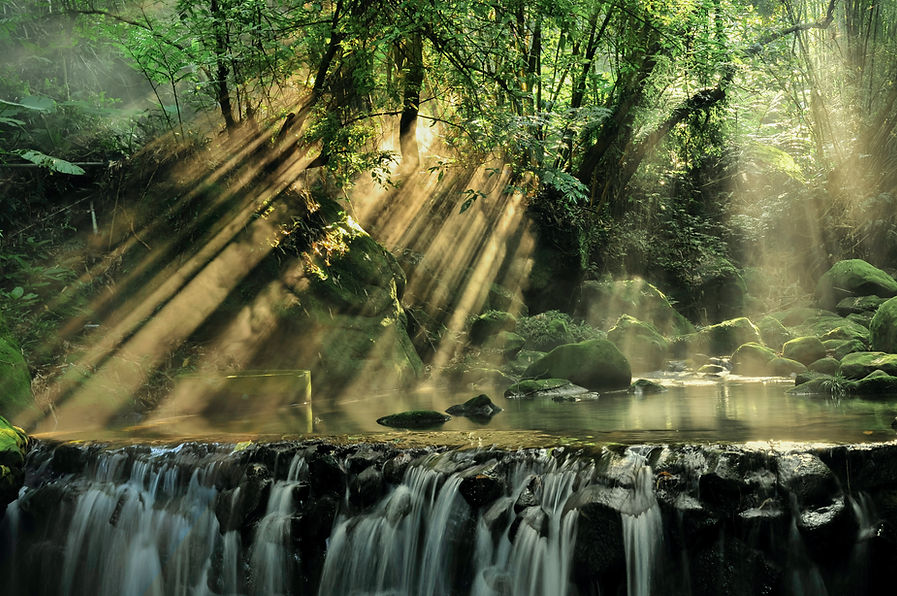 Thick Forest