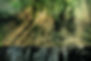 Forêt épaisse