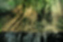 Denso bosque