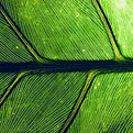 Feuille verte en gros plan