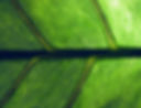 Feuille verte en gros plan