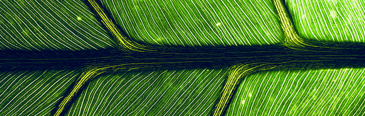 Green Leaf Close Up