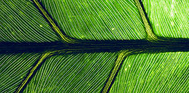 Grünes Blatt Close Up