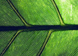 Folha verde close-up