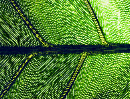 Feuille verte en gros plan