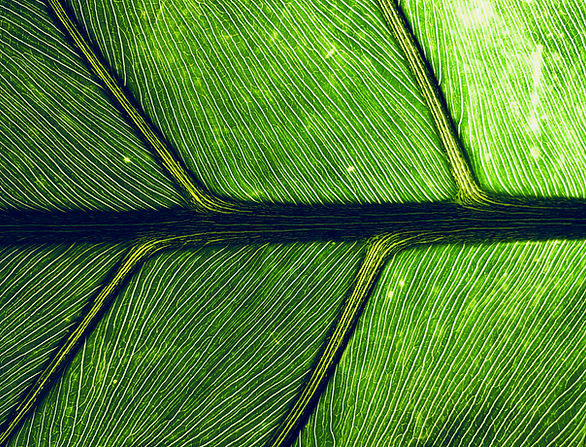 Green Leaf Close Up