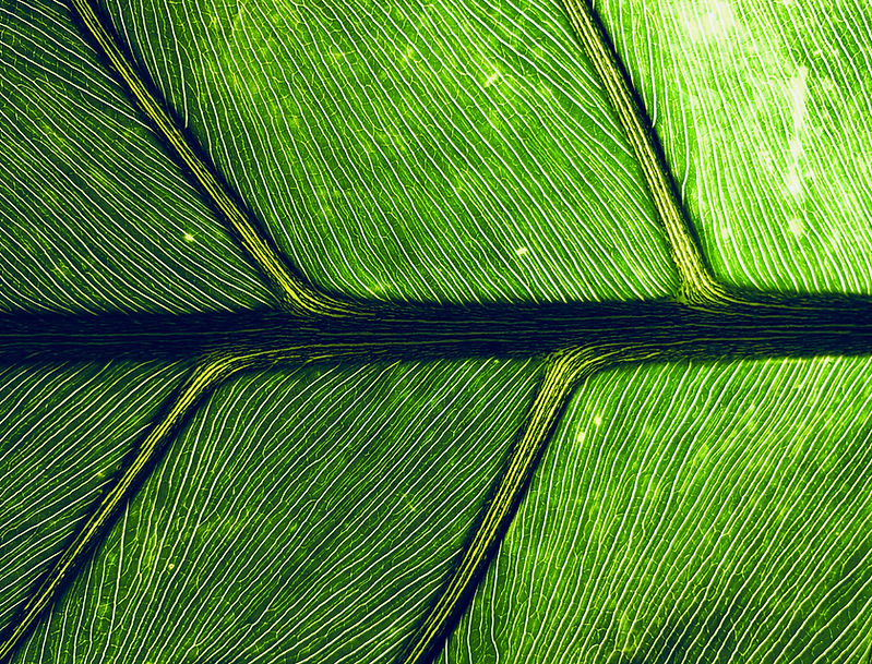 Feuille verte en gros plan