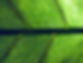 Green Leaf Closeup
