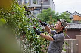 Trimming Leaves