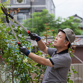 Trimming Leaves