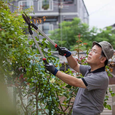 Why You Shouldn’t Prune in the Fall