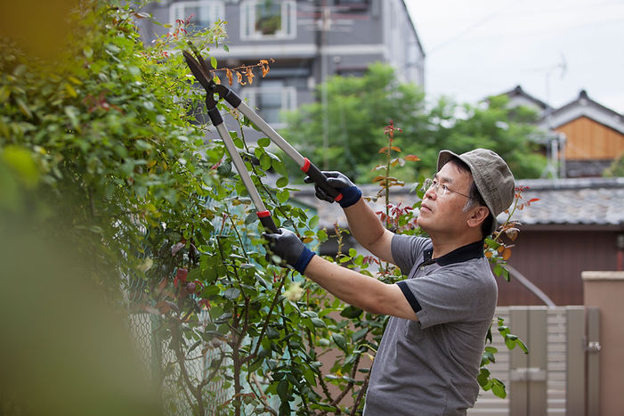 Trimming Leaves
