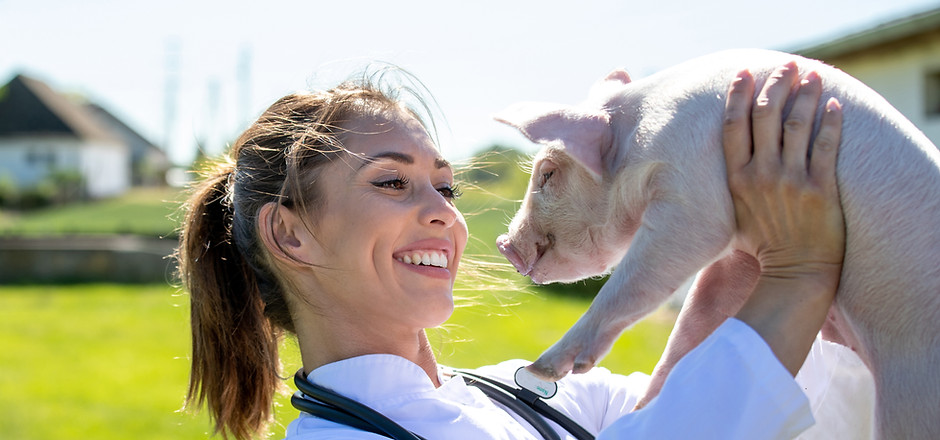 Carrying Piglet on Farm