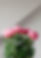 Bunch of flowers