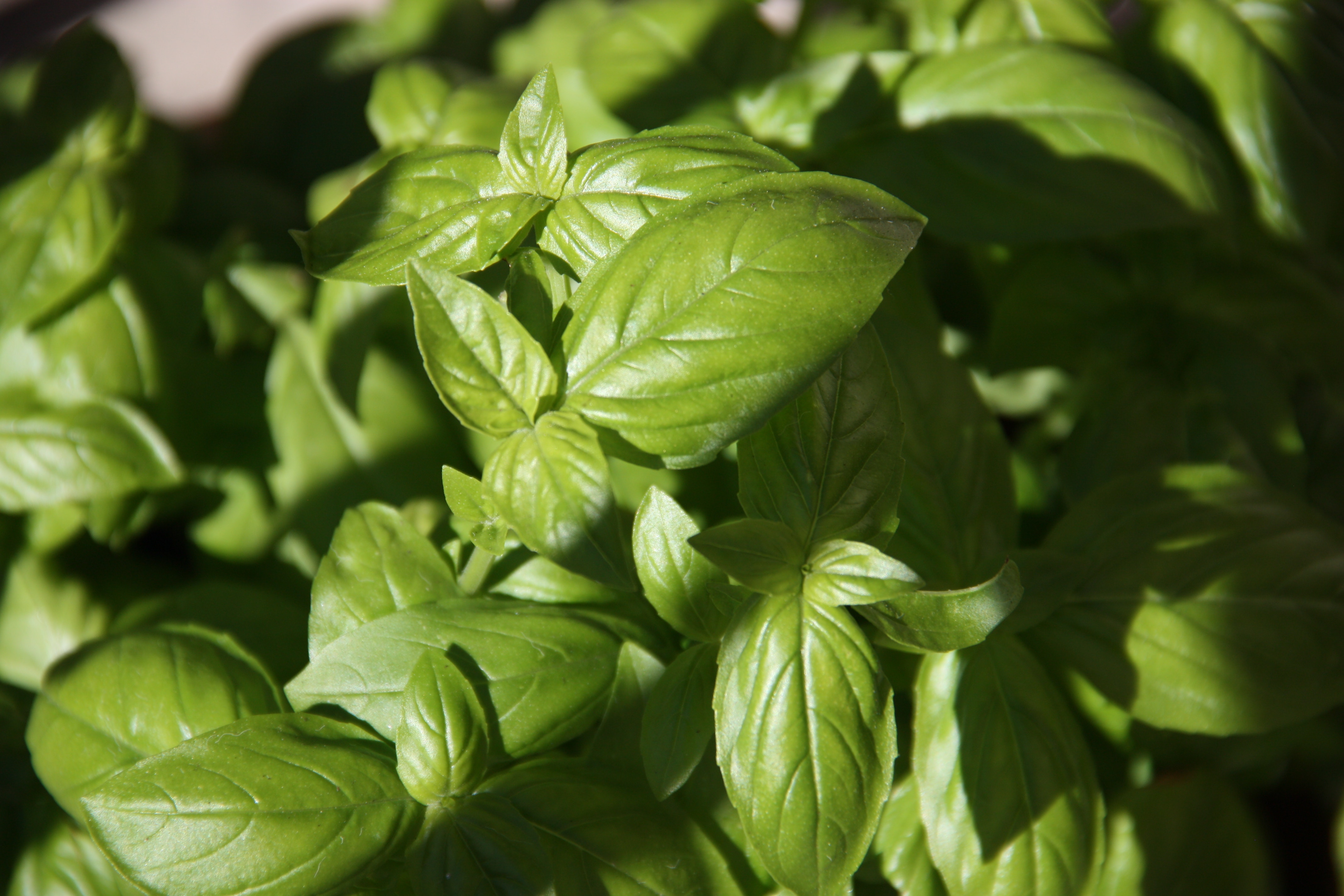 Basilic 1 Kg