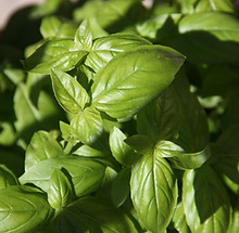 Fresh Basil Leaves