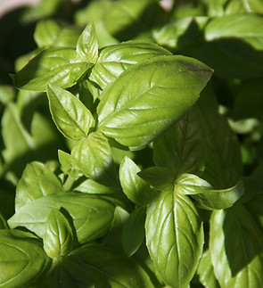 Basil Leaves