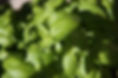 Feuilles de basilic