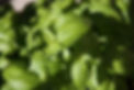 Feuilles de basilic