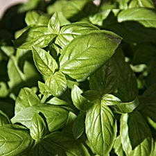 Basil / Albahaca
