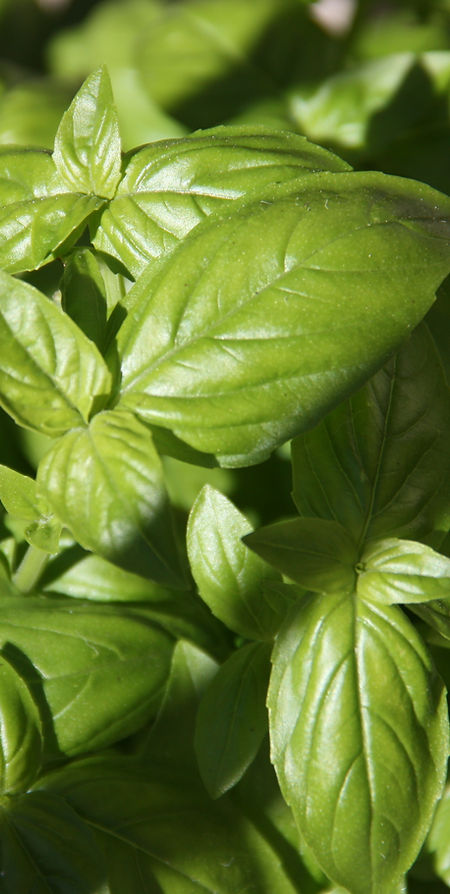Hojas de albahaca