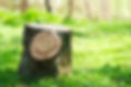 stump on the green grass in the forest