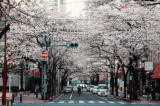 7H4M TOKYO + MT. FUJI + SNOW RESORT