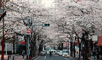 桜並木