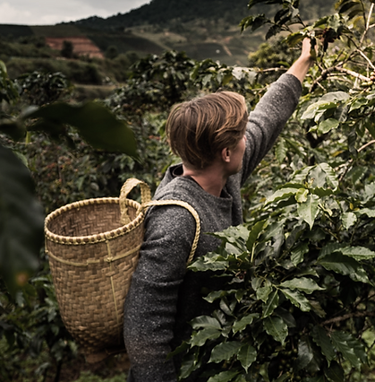 Man farming specialty coffee beans for best Clearwater coffee shop