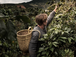 Airbus and JDE Peet’s team up for worldwide coffee plantation mapping powered by satellite imagery