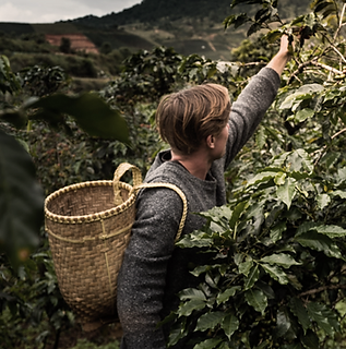 Plantacion de cafe