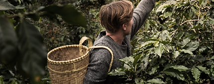 Coffee Plantation