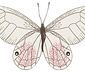 Dessin illustré d'un papillon