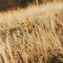 Afternoon Light