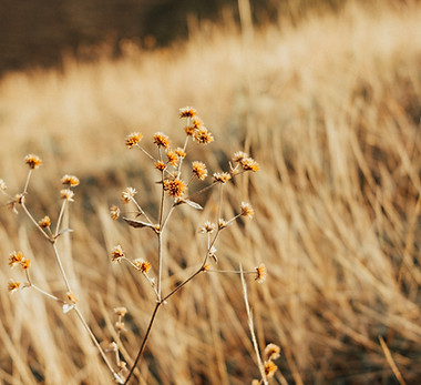 Afternoon Light