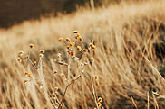 Afternoon Light