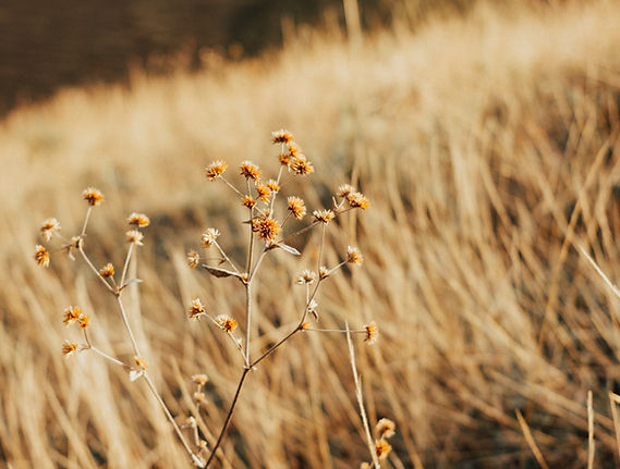 Dried Wildflowers Closeup