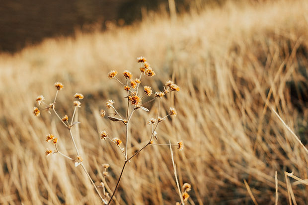 Dried Wildflowers Closeup