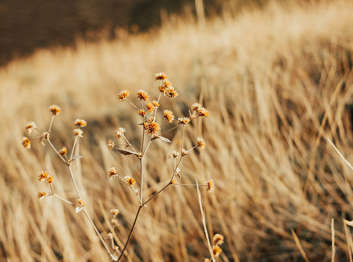 Afternoon Light